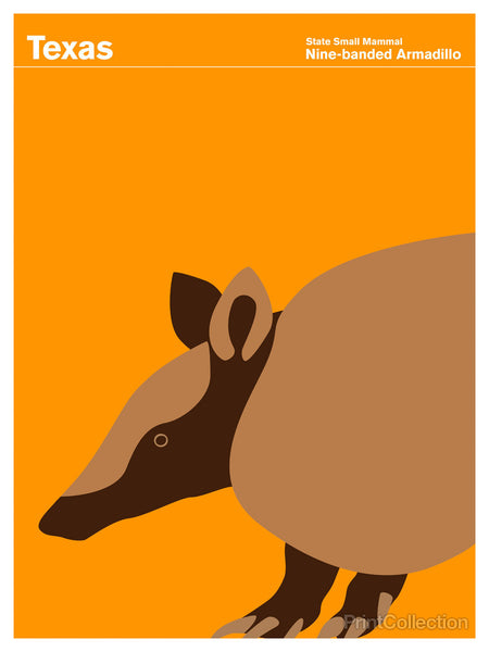 Texas Nine-banded Armadillo Texas Nine-banded Armadillo