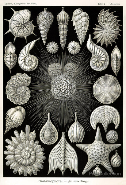 Thalamophora Thalamophora