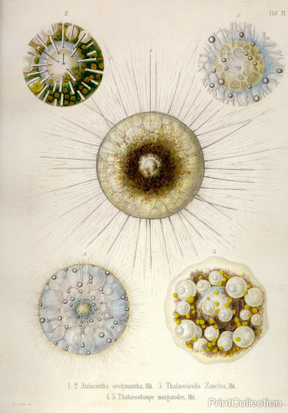 Thalassicollida Thalassicollida