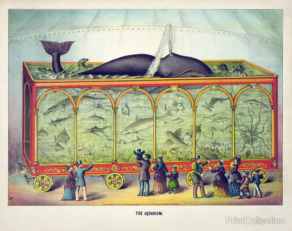 The Aquarium The Aquarium