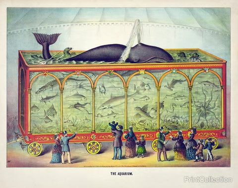 The Aquarium The Aquarium