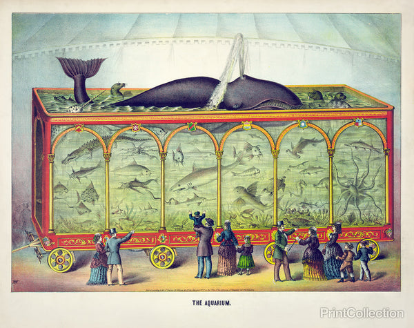 The Aquarium The Aquarium