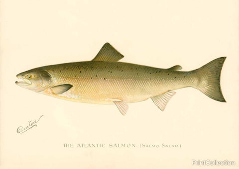 The Atlantic Salmon The Atlantic Salmon