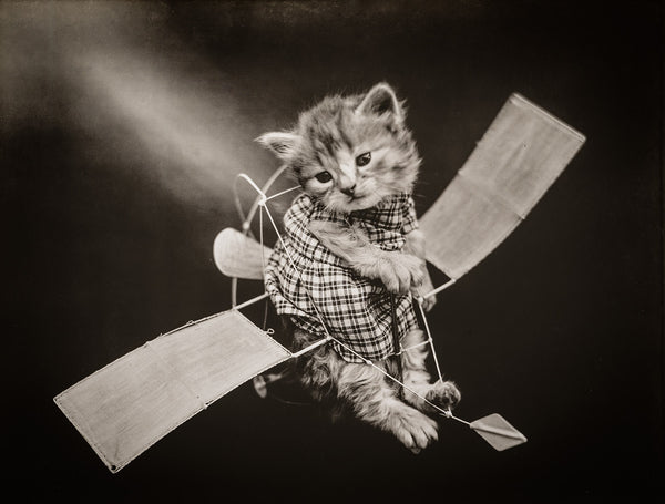 The Aviator with Cats The Aviator with Cats