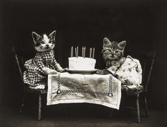 The Birthday Cake with Cats The Birthday Cake with Cats