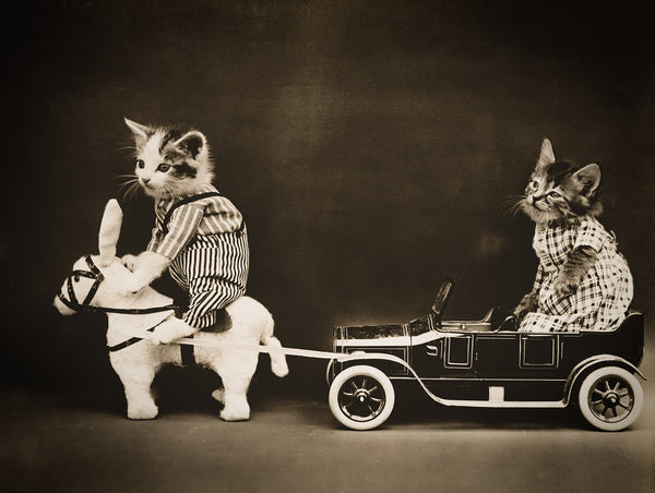 The Breakdown with Cats The Breakdown with Cats