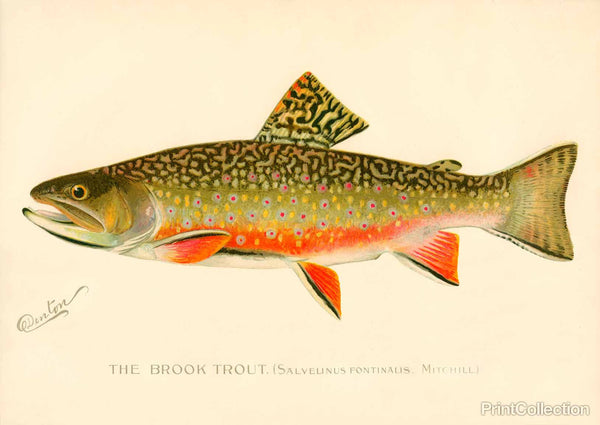 The Brook Trout The Brook Trout