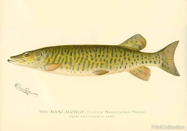 The Mascalonge The Mascalonge