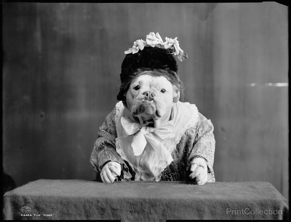 The Missis Must be a Bitch The Missis Must be a Bitch