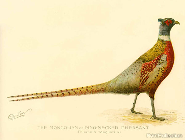 The Mongolian or Ring-Necked Pheasant The Mongolian or Ring-Necked Pheasant