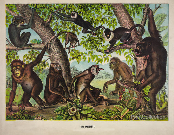 The Monkeys The Monkeys