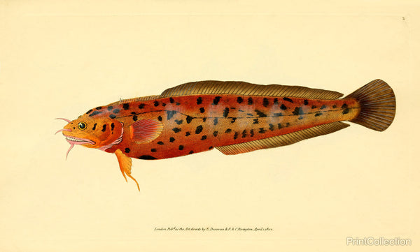 The Natural History of British Fishes - Plate 2 The Natural History of British Fishes - Plate 2