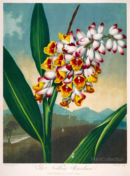 The Nodding Renealmia The Nodding Renealmia