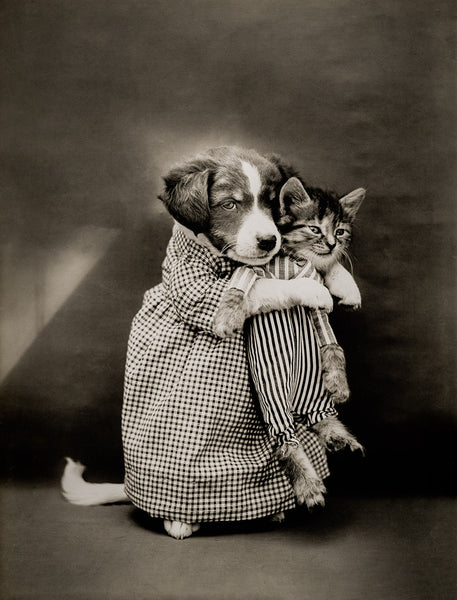 The Nurse with Cats (and Dogs) The Nurse with Cats (and Dogs)