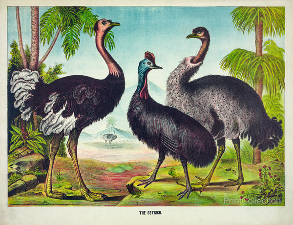 The Ostrich The Ostrich