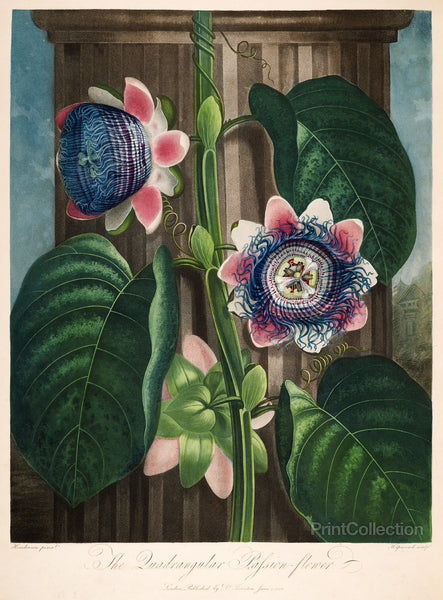 The Quadrangular Passion-Flower The Quadrangular Passion-Flower