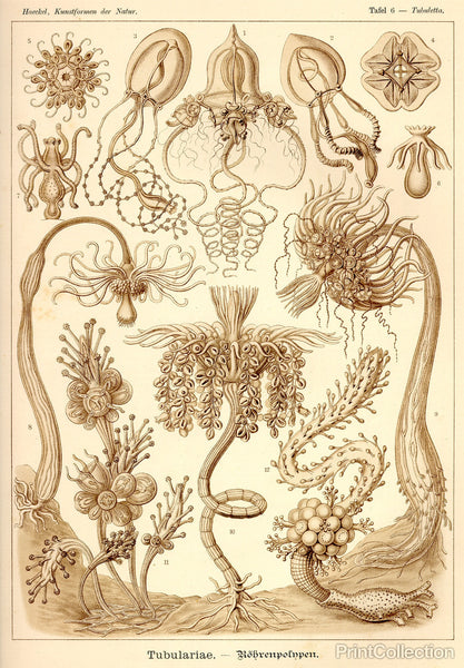 Tubulariae - Scheiben-Strahlinge - Heliodiscus