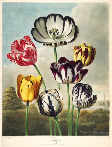 Tulips from the The Temple of Flora Tulips from the The Temple of Flora