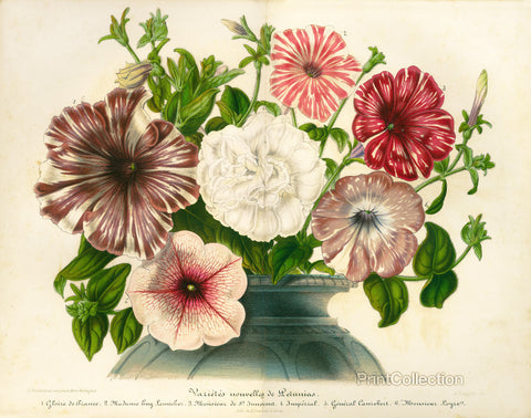 Varietes Nouvelles de Petunias Varietes Nouvelles de Petunias