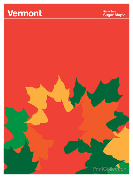 Vermont Sugar Maple Vermont Sugar Maple
