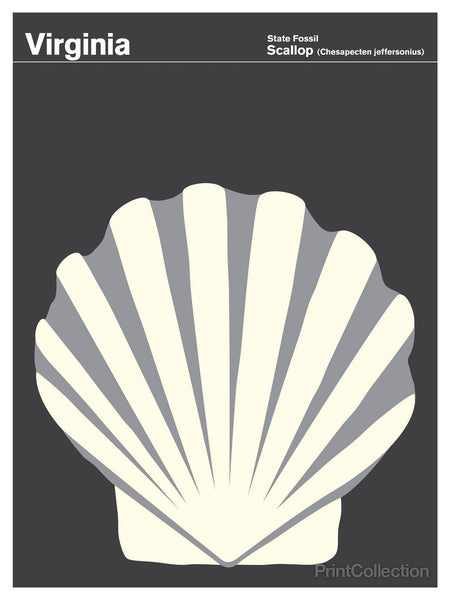 Virginia Scallop Virginia Scallop