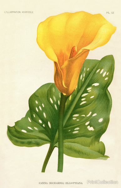 Yellow Canna Lily Yellow Canna Lily