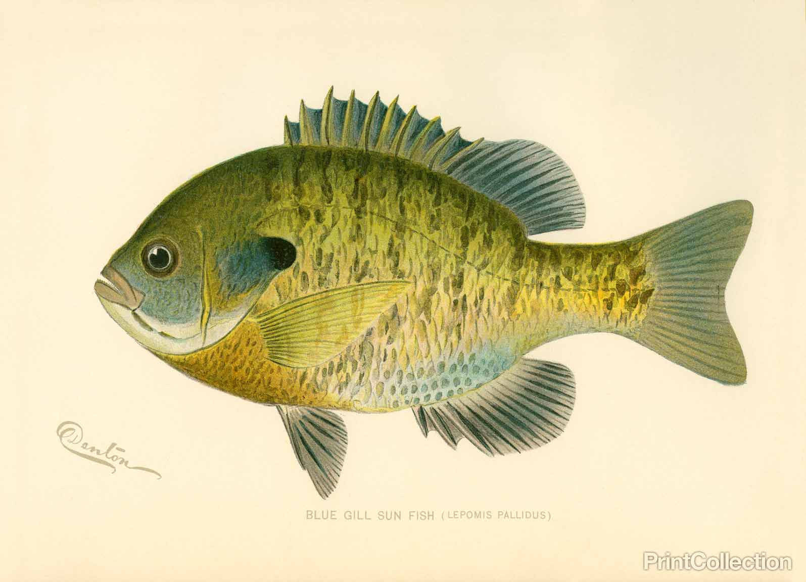 Fish Gills Drawing