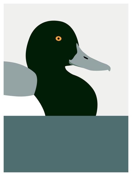 Duck, Greater Scaup