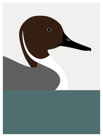 Duck, Northern Pintail