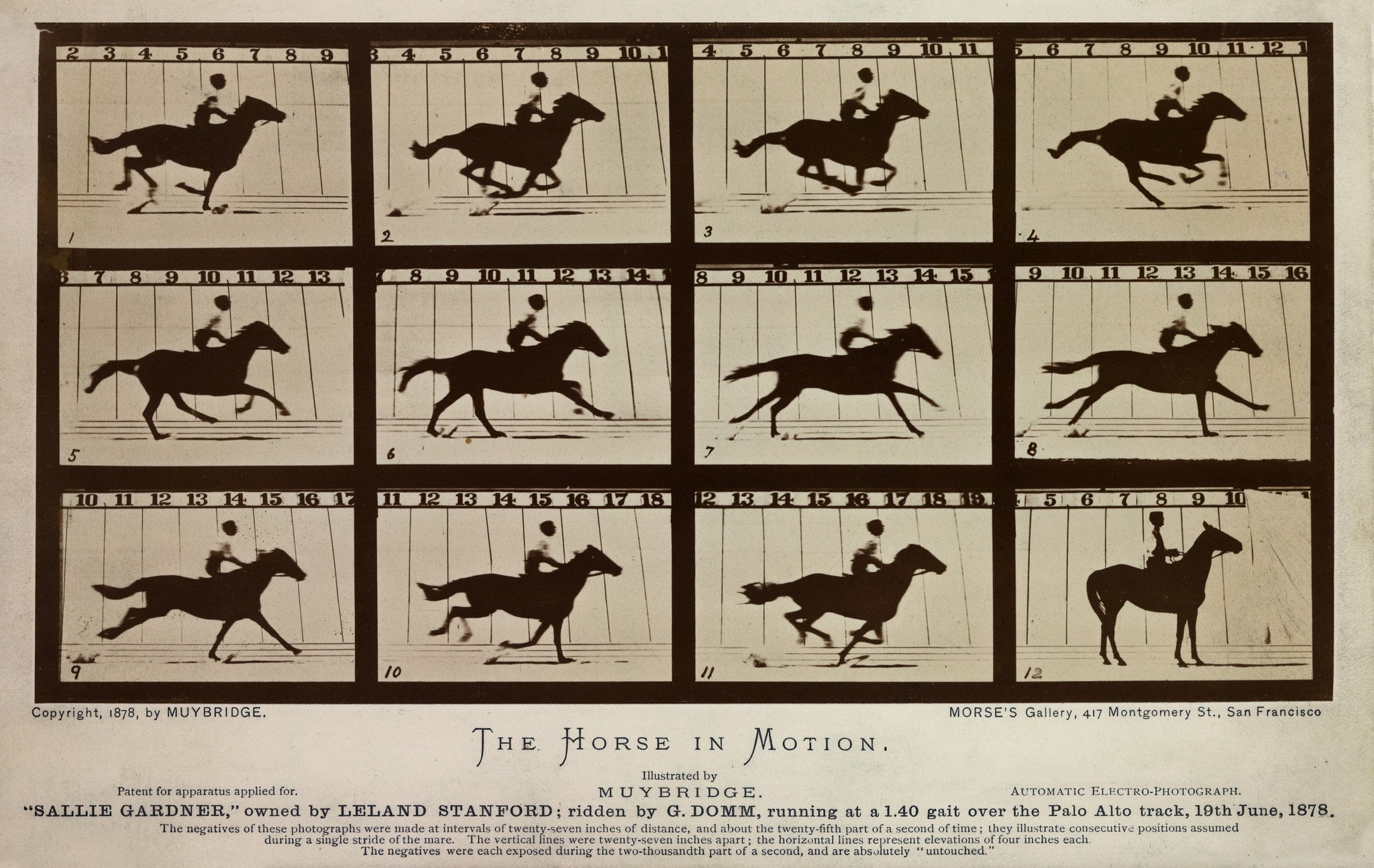The　Print　in　Motion　Collection　Horse