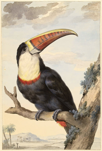 White-Throated Toucan