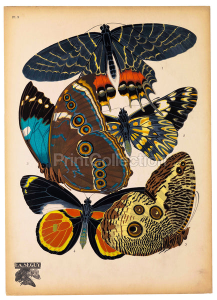 Butterflies Plate 2, E.A. Seguy
