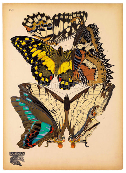 Butterflies Plate 9, E.A. Seguy