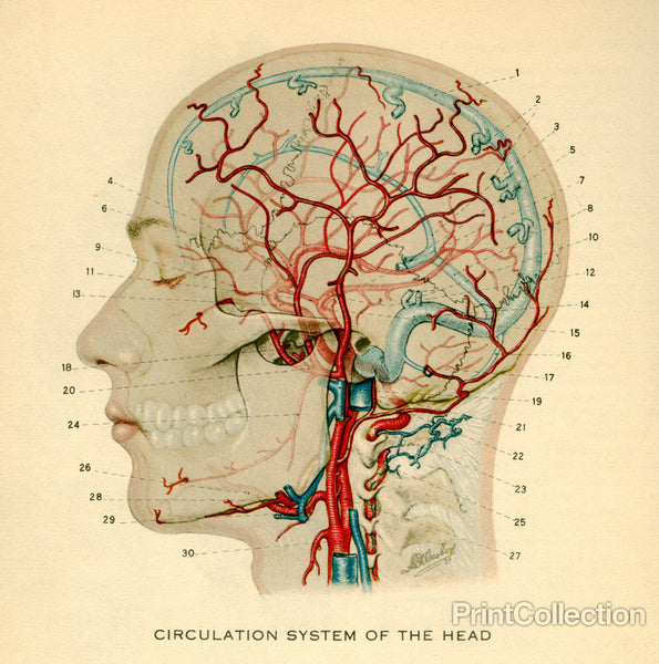 Circulation System of the Head