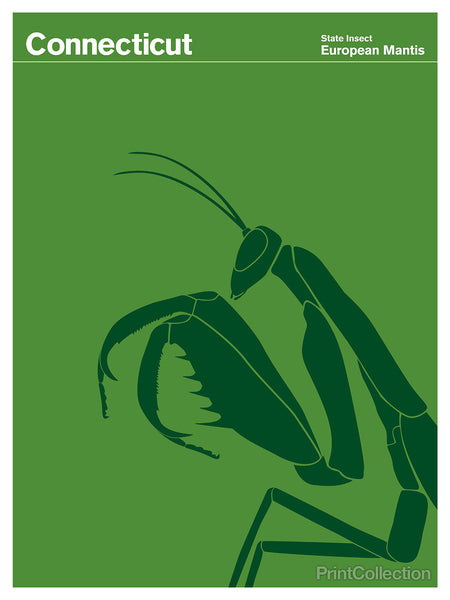 Connecticut European Mantis