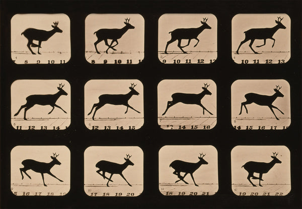 Deer Running, Animal Locomotion