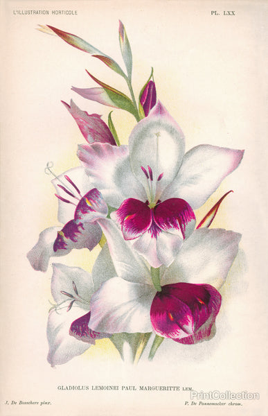 Gladiolus Lemoinei