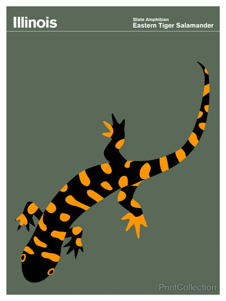 Illinois Eastern Tiger Salamander