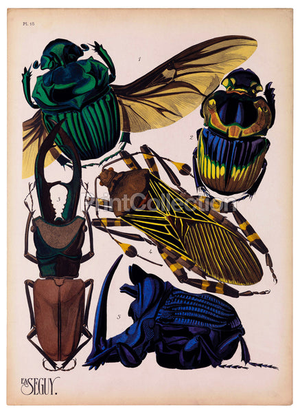 Insects, Plate 15 by E.A. Seguy