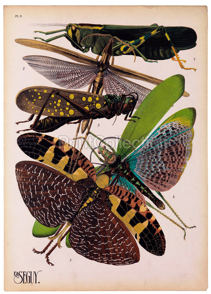 Insects, Plate 8 by E.A. Seguy