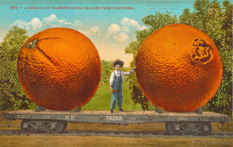 Mammoth Navel Oranges from California