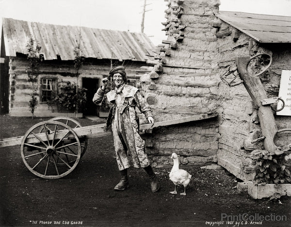 Phoebe and the Goose