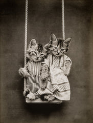 Swinging with Cats
