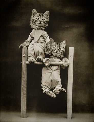 The Acrobats with Cats