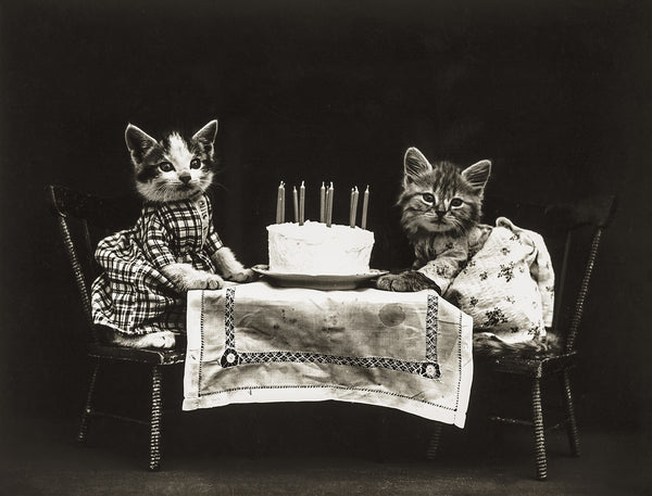 The Birthday Cake with Cats