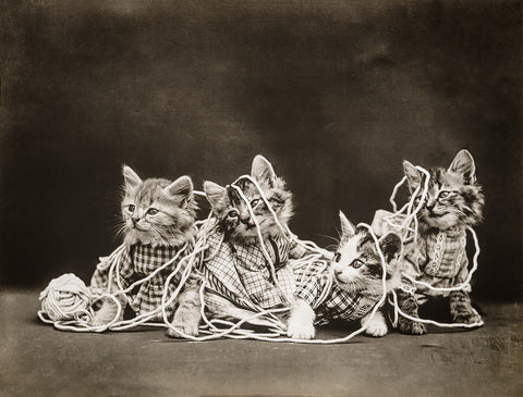 The Entanglement, with Cats