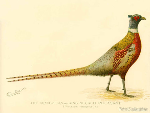 The Mongolian or Ring-Necked Pheasant