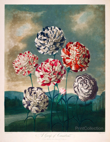 A Group of Carnations