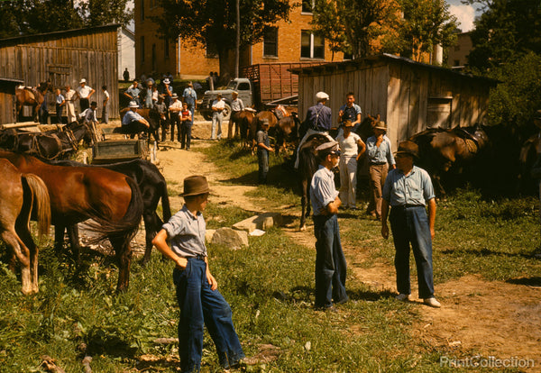 Trading Mules and Horses