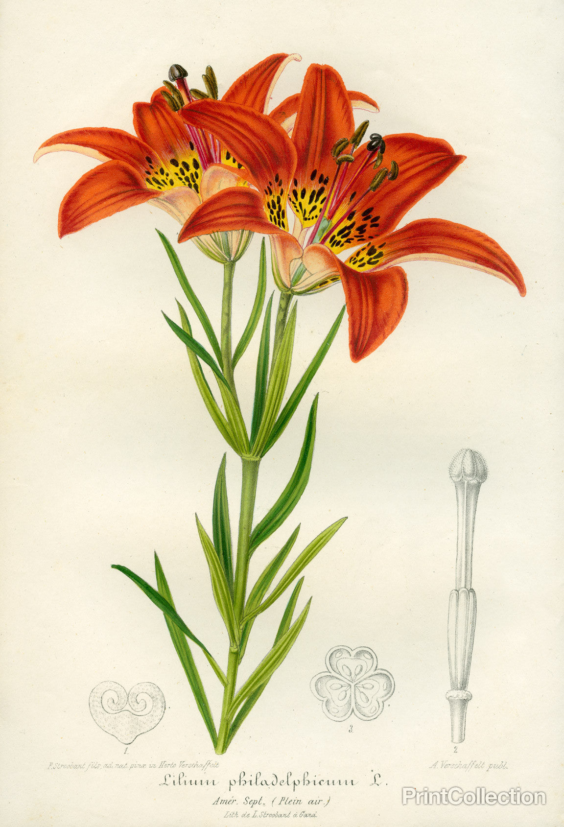 western red lily flower Western Red Lily
